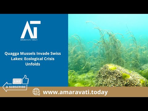 Quagga Mussels Invade Swiss Lakes Ecological Crisis Unfolds | Amaravati Today