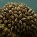 Quagga Mussel Invasion: The Silent Aquatic Crisis Unfolding